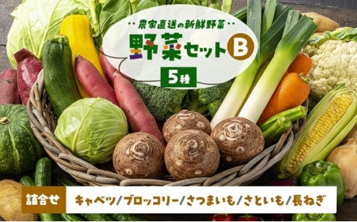 
                  季節の野菜 野菜セットB 5種 キャベツ ブロッコリー さつまいも さといも 長ねぎ 詰合せ 季節 旬 野菜 詰め合せ 国産 産地直送 秋野菜 冬野菜 葉物 冷蔵 野菜室
                
