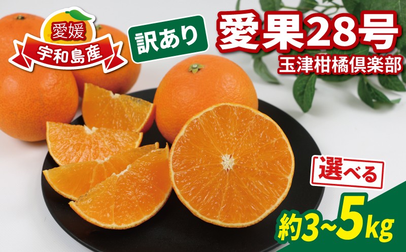 
                  愛果28号 ( 紅まどんな と同品種) 訳あり 選べる容量 3kg ～ 5kg 家庭用 玉津柑橘倶楽部 先行予約 愛媛 みかん 愛媛みかん 愛媛蜜柑 愛媛ミカン 訳アリ 訳あり品 ミカン ブランド 限定 品種 玉津 mikan 予約受付 果物 フルーツ 柑橘 愛果 濃厚 甘味 蜜柑 産地直送 数量限定 国産 愛媛 愛媛県産 宇和島 B015-072026～053
                