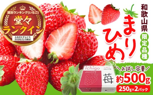 【先行予約】いちご まりひめ 約500g (250g×2パック) JAわかやま 紀の里地域本部《2027年2月中旬-4月中旬頃出荷》和歌山県 岩出市 イチゴ 苺 いちご まりひめ 果物 くだもの フルーツ お試し パック