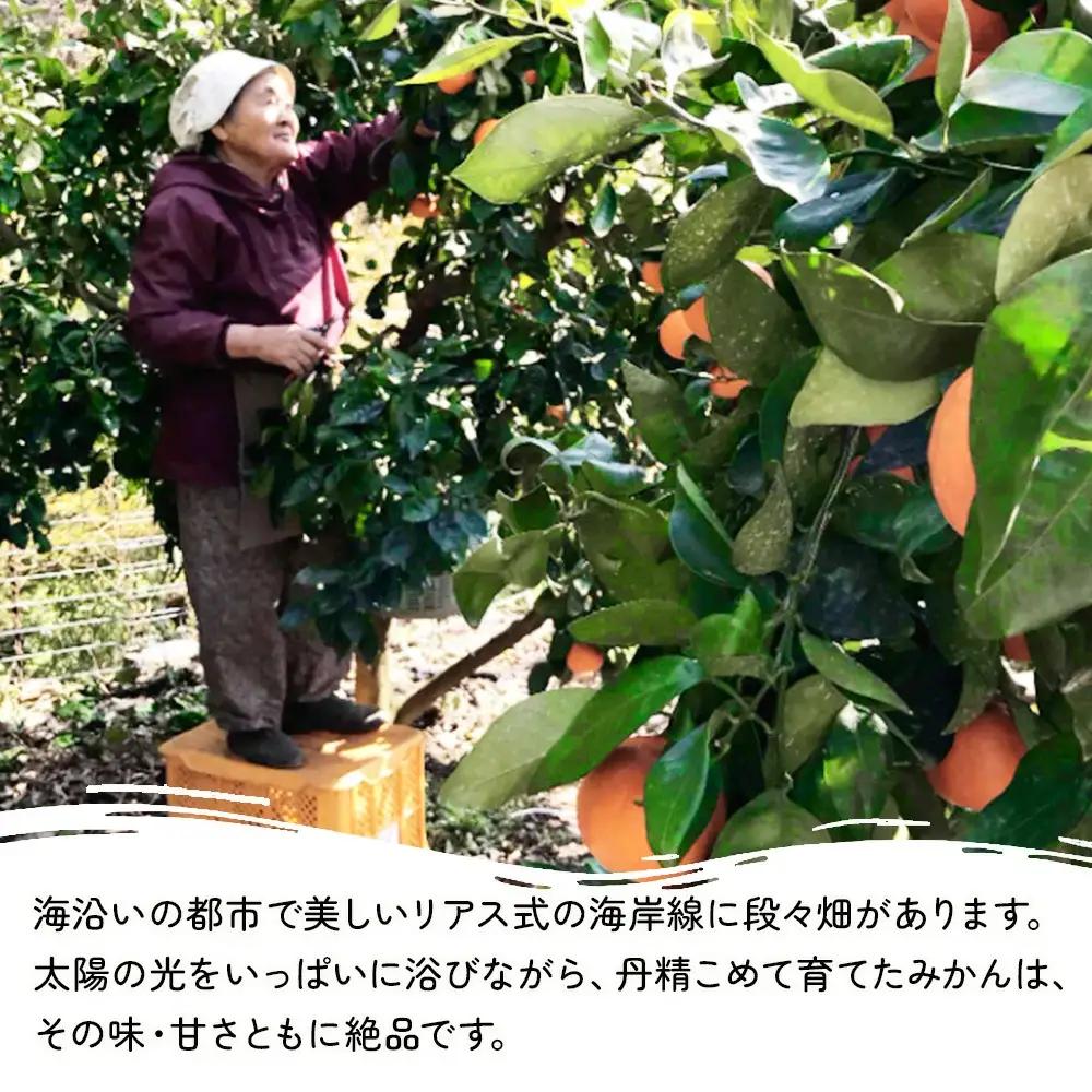 温州みかん 野果樹園 石地温州 みかん 5kg | 津久見市
