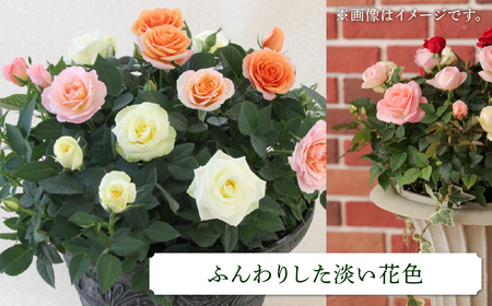 産地直送 ミニバラ トロフィーカップ（小） ふんわり（淡いMIX） [11月～4月 お届け] 品種 おまかせ のため 訳あり 訳アリ 四季咲き ミニバラ 花 ガーデニング 生産量 日本一 天皇杯 鉢植