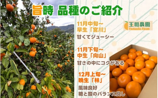 有田 みかん 旨時 体に優しい玉ちゃんみかん 10kg / 温州みかん 有田みかん 甘い 和歌山 柑橘 ※12月初旬～2月中旬に順次発送 【tmd004-cu-10】