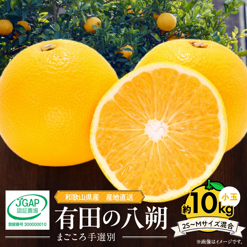 【2027年先行予約】和歌山県産 有田の 八朔 (はっさく) 約10kg 小玉 【2S～Mサイズ混合】まごころ手選別 _ZE6154n