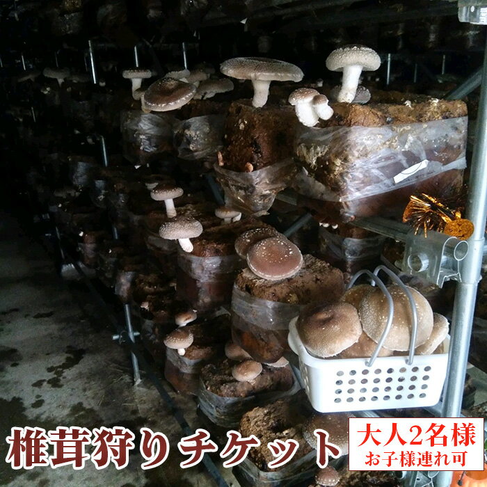【ふるさと納税】椎茸狩りチケット [No.905] ／ 肉厚 ジューシー 大型 送料無料 岐阜県