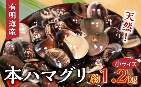 KKN水産 天然!! 有明海産の本ハマグリ（小 約1.2kg） _U111-0002