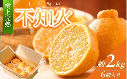 
                  【先行予約】【数量わずか】樹上完熟しらぬい（不知火） 約2kg(6個) 秀品 2027年2月末～2027年3月末頃に順次発送予定（お届け日指定不可） 和歌山 みかん しらぬい 不知火 フルーツ 柑橘 蜜柑 果物 くだもの【kgr005】
                