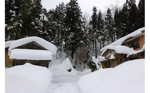 隔月6回 定期便 新潟県認証減農薬米 特別栽培米 コシヒカリ 玄米 5kg こしひかり 米 お米 こめ 新潟 上越