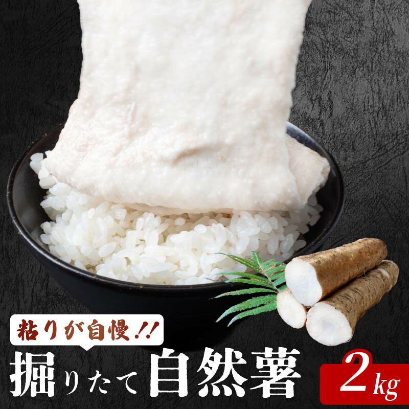 【ふるさと納税】 安田町産 粘りが自慢 掘りたて自然薯2kg 自然薯 2kg 国産 じねんじょ 山芋 山いも やまいも 野菜 健康 とろろ 芋 簡単 常温配送 夏バテ スタミナ 栄養 おかず 米 ご飯のおとも つけ汁 そば うどん 高知 安田町 JN-06