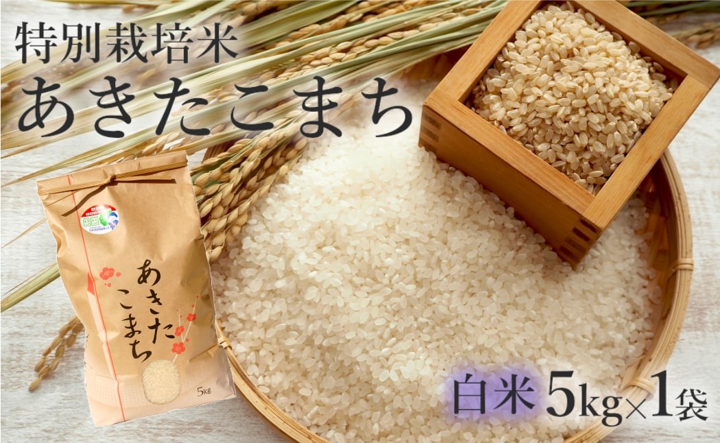 米 あきたこまち 5kg 令和7年産 白米 精米 こめ お米 おこめ 令和7年 特別栽培米 産地直送 ご飯 ごはん 秋田こまち 秋田 秋田県 能代市 特別栽培 減農薬