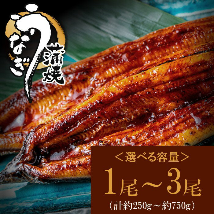 【ふるさと納税】うなぎ蒲焼きセット（選べる容量）
