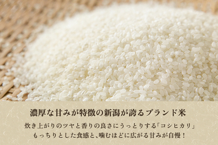 【令和7年産新米先行予約】【定期便3回10月・2月・6月にお届け】新潟県加茂市産コシヒカリ 精米10kg（5kg×2袋） 《10月上旬～順次出荷》 新潟産コシヒカリ 新潟米 お米 ライス ごはん ご飯