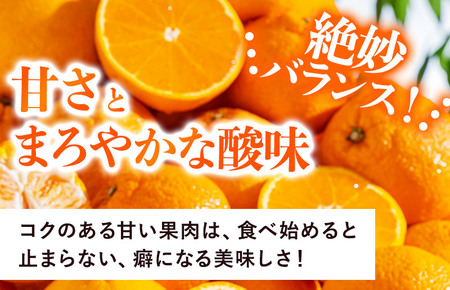 デコタンゴール （5kg） [K003680K5] 人気商品 国産 高級フルーツ 人気商品 みかん 柑橘 フルーツ 果物 乃万青果 のま果樹園 不知火 ポンカン
