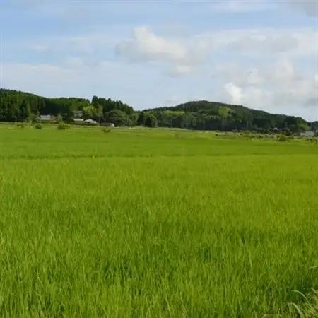 【令和7年産米】特A評価　ふっくら大粒　千葉県いすみ市産粒すけ　精米10kg(5kg×2袋)_ 精米 米 _【1546627】