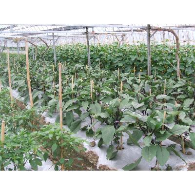 ふるさと納税 南房総市 季節のお野菜詰め合わせ　mi0047-0001 |  | 03