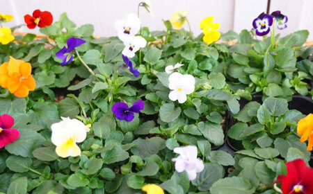 【10月末より順次発送】 生産者直送！ ビオラ 花苗 24ポットセット / 瑞浪市 中山園芸 苗 花 お花 生花 フラワー ガーデニング[AZDC010]