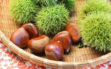 ＜期間限定＞ 栗きんとん 10個入り 【虎渓渡辺製菓】 栗 和菓子 くりきんとん[MCM009]