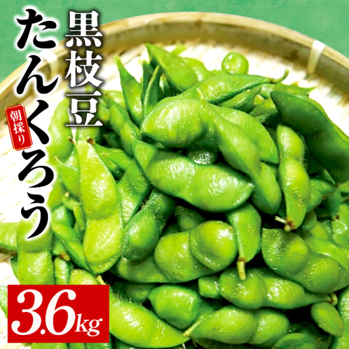 【先行予約】黒枝豆 3.6kg 【新鮮 野菜 泉佐野産 えだまめ やさい TONOファーム 高評価 数量限定 畑から直送 朝採り】 G1108