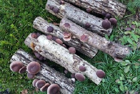 椎茸の原木栽培2夏経過品【0051-001】