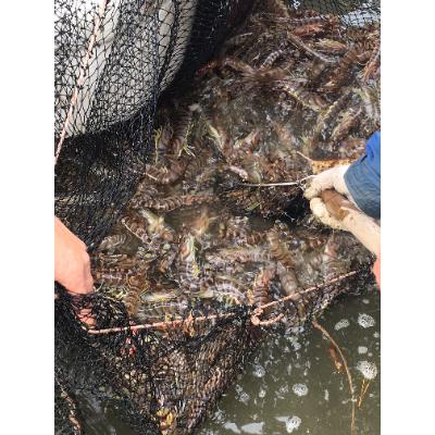 ふるさと納税 宇城市 【特殊冷凍】車海老250g (9~11尾)水揚げ即真空パック&瞬間冷凍で鮮度抜群 |  | 01