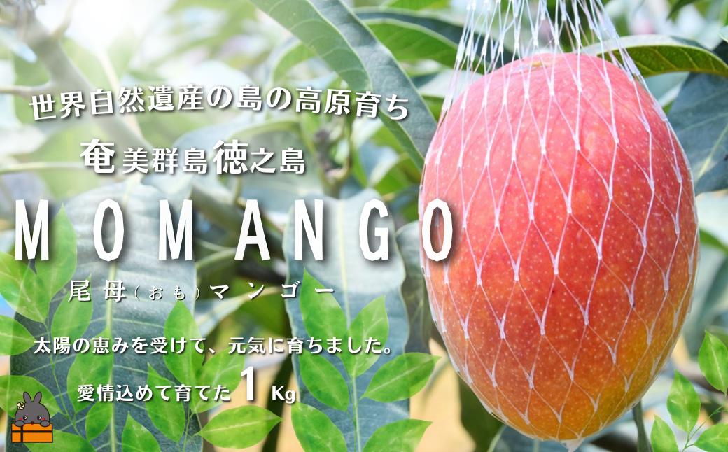 
                  653 ≪発送開始！≫徳之島の高原育ち！尾母（おも）マンゴー（1kg） （ 果物 フルーツ 徳之島 奄美 鹿児島 ）
                