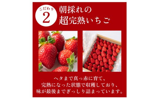 【3月発送/指定日対応】 紅ほっぺ 2000g以上 いちご 1000g×2パック イチゴ 冷蔵発送 苺 2kg 土耕栽培 フルーツ 果物 スイーツ デザート朝摘み ストロベリー おやつ 完熟 直送 ギ