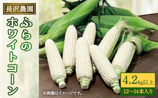 
                  ＜2026年発送＞富良野 ホワイトコーン4.2kg以上(12～14本)スイートコーン　とうもころし【1265609】
                