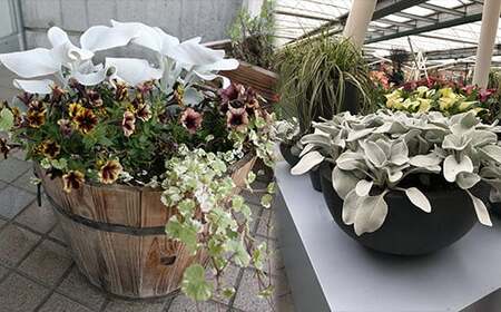 鉢物 セネシオ「エンジェルウイングス」6鉢 ／ 植物 希少 シルバーリーフ 安代リンドウ開発