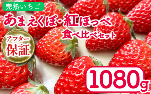 いちご 1080g 紅ほっぺ あまえくぼ 食べ比べ セット ( 2026年 1月 発送開始 )  4パック 朝採れ 期間限定 人気 果物 フルーツ 新鮮 旬 冬 春 ケーキ ショートケーキ デザート ギフト 贈り物 贈答 イチゴ 苺 ストロベリー 徳島県 吉野川市 あんいちご園