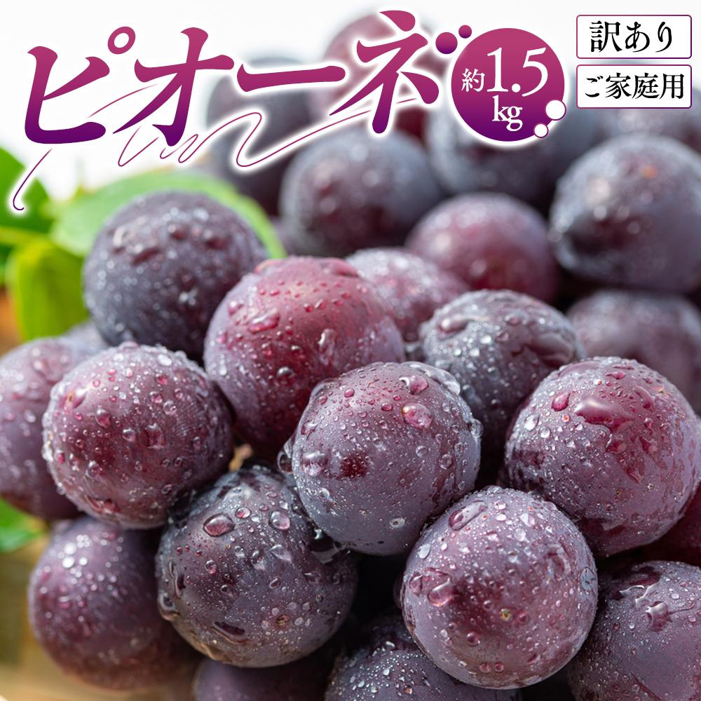 【ふるさと納税】訳あり ご家庭用 ピオーネ 約1.5kg【2026-8月中旬～2026-9月下旬配送】 | 果物 フルーツ 濃厚 大粒 種なし 甘い 果汁 人気 食べやすい デザート おやつ お取り寄せ グルメ ご自宅用 人気