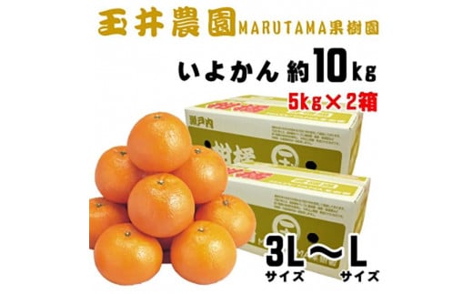 【先行予約】【2026年2月上旬頃発送】玉井農園のいよかん 10kg（3L〜Lサイズ） 愛媛 みかん 蜜柑 柑橘 いよかん フルーツ 伊予柑 愛媛県 松山市