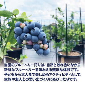 ブルーベリー 狩り 体験 チケット 大人 1人 60分 コース