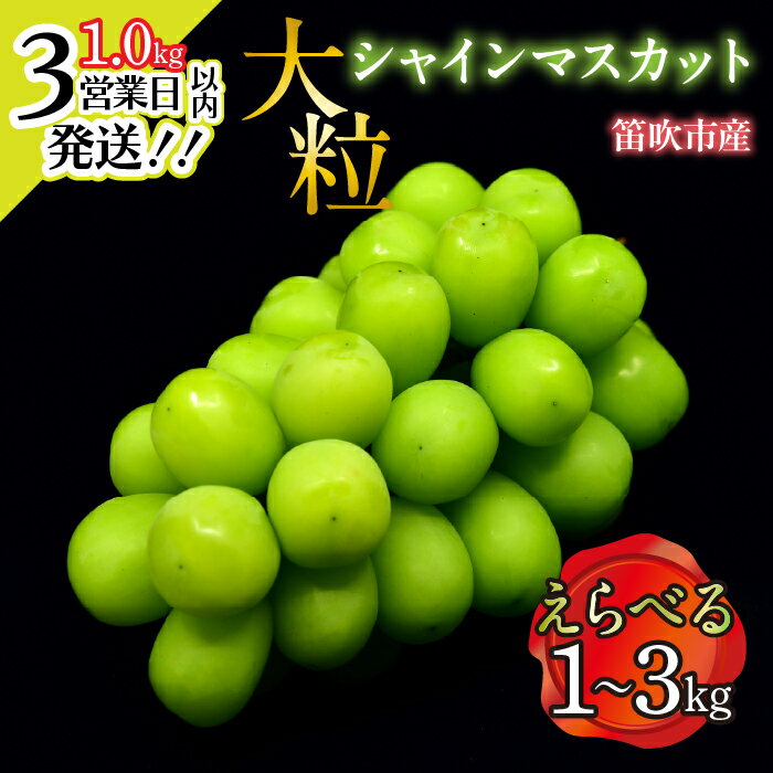 【ふるさと納税】【冬シャイン★スピード発送★3営業日以内発送!!】【2026年発送★先行予約】笛吹市産 大粒シャインマスカット 選べる数量 【1.0kg~3.0kg】 ふるさと納税 年内発送 ぶどう シャインマスカット 笛吹市 人気 期間限定 甘い 大きい 果物 山梨県 送料無料 227-001