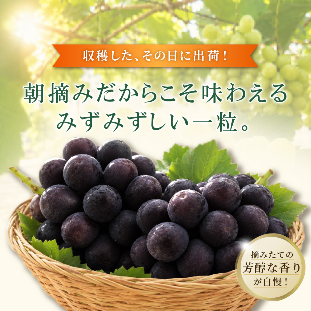 大分県産 BKシードレス 約1kg (2～3房) 2B6