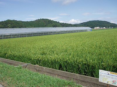 【7年産】 近江米 コシヒカリ 無洗米 5kg 【BN14W】 こしひかり 無洗米 