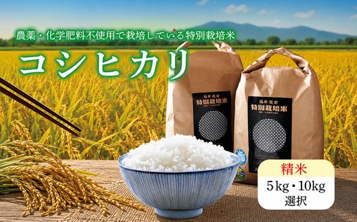 【ふるさと納税】令和7年度産 特別栽培米コシヒカリ 10kg  精米 / 送料無料 福井県 越前市 米  コシヒカリ  農薬不使用