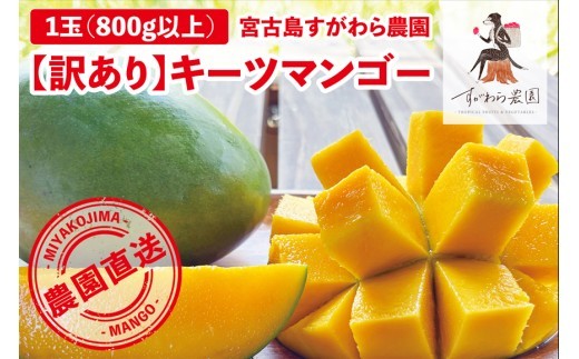 
                  《2026年発送》宮古島すがわら農園 【訳あり】 キーツマンゴー １玉（FR009)
                