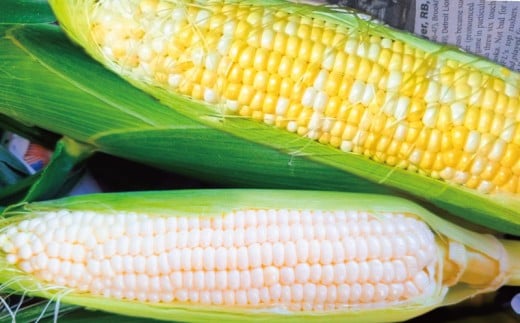 訳あり とうもろこし 計 10本 約 4 ～ 5kg おまかせ 雪の妖精 ミルフィーユ トウモロコシ 10000円 神奈川 湘南 藤沢 フロムベジ湘南