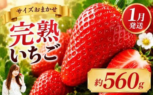 いちご【先行予約】【2027年1月以降発送】とちあいか いちご サイズおまかせ 大人気！ 最旬とちあいか 約280g×2パック　合計560g いちご 果物 イチゴ 苺 旬 産地直送 国産