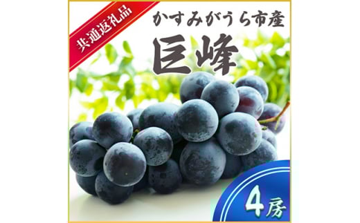 巨峰 4房 ＜2026年7月より順次発送予定＞ (県内共通返礼品:かすみがうら市産)  先行予約 ぶどう ブドウ 葡萄 フルーツ 茨城 新鮮 数量限定 産地直送 (BR056)
