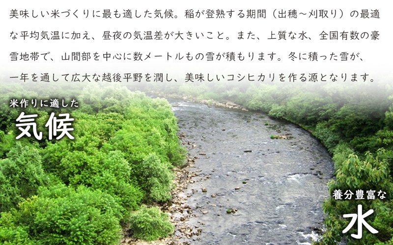 こしひかり 新潟産 コシヒカリ 20kg 定期便 米 お米 こめ コメ ごはん 新潟 白米 コシヒカリ ブランド米 銘柄米 お取り寄せ 産地直送
