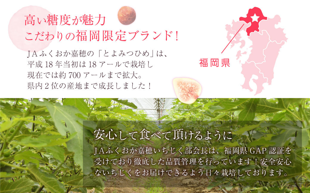 【2022年8月下旬発送開始】JAふくおか嘉穂 いちじく とよみつひめ 秀品  300ｇ(3～5玉)×4Ｐ 計1.2kg