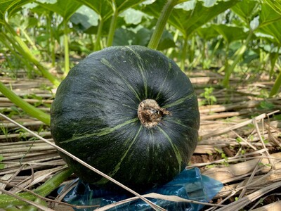 先行受付『2025年５月発送』喜界町産「春かぼちゃ」２玉(約４kg)