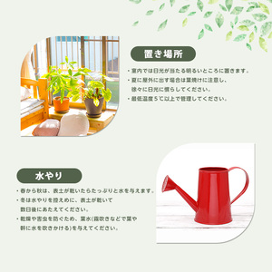 フィカス ベンガレンシス曲がり70cm～90cm 鎌ヶ迫園芸場 IB086-006  観葉植物 観葉植物