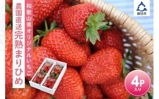 和歌山オリジナルいちご『完熟まりひめ』4パック入り《先行予約》2026年2月頃から順次発送予定【 配送不可地域：北海道・青森・秋田・岩手・沖縄】