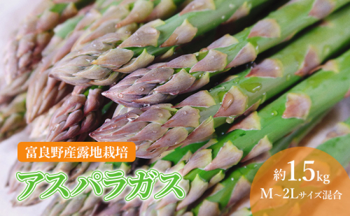 【2026年春発送】北海道 富良野産 アスパラガス M～2Lサイズ混合 約1.5kg 露地栽培 (山本農園) 野菜 新鮮 直送 朝採り アスパラガス 道産 北海道 ふらの