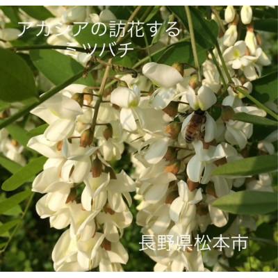 ふるさと納税 長野県 アカシアはちみつ(大)1183g×2本組|subako|長野県産|非加熱|無添加| |  | 02