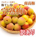 【ふるさと納税】訳あり手もぎ完熟南高梅 15Kg L～2L【発送期日：2024年6月中旬～6月下旬頃】 | フルーツ 果物 くだもの 食品 人気 おすすめ 送料無料