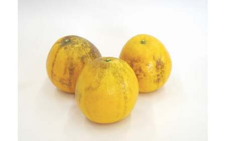 先行予約 訳あり 河内晩柑 3kg 5000円 お試し用 みかん わけあり かわちばんかん 愛南ゴールド あいなん ゴールド 夏 文旦 グレープフルーツ 和製 家庭用 少量 お試し 産地直送 国産 農