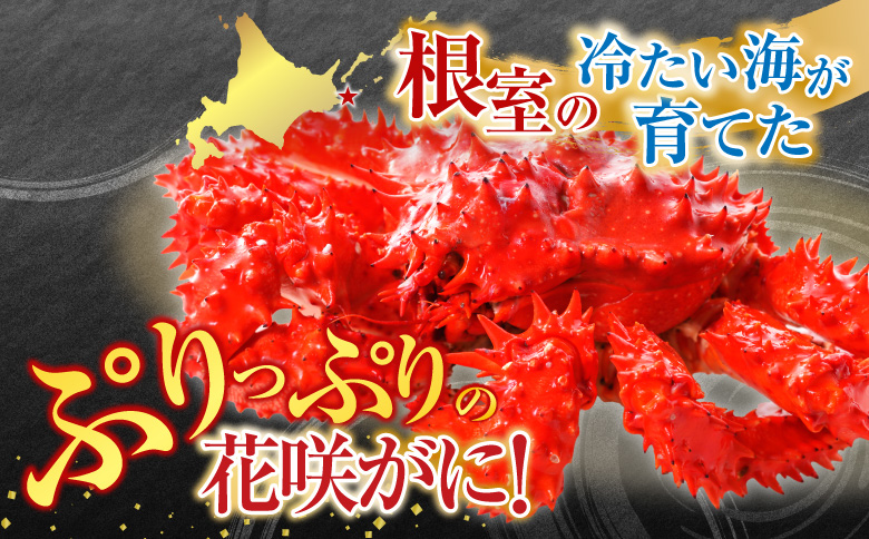 【北海道根室産】花咲かに500g前後～650g前後×1尾 A-76029