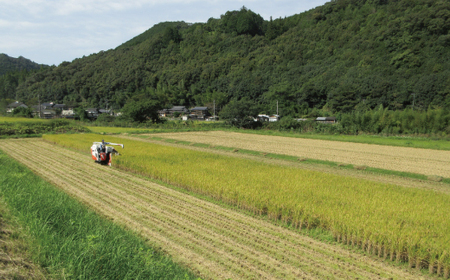 【令和7年産 数量限定】 四万十 の 米どころ 山間地域で育てた 大宮米 コシヒカリ 10kg 高知県 高知 しまんと 国産 お米 米 白米 精米 こしひかり 低農薬栽培 ご飯 産地直送 26-305